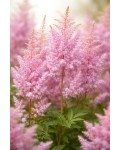 Астильба арендса Каттлея|Astilbe arendsii Cattleya|Астильба Арендса Каттлея